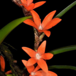 Ορχιδέα Ceratostylis Retisquama Botanik